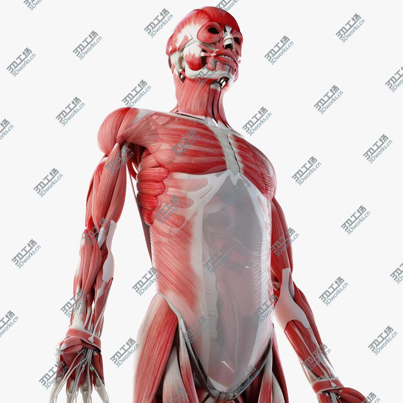 images/goods_img/202104022/Male Skin, Skeleton And Muscles Rigged 3D/1.jpg